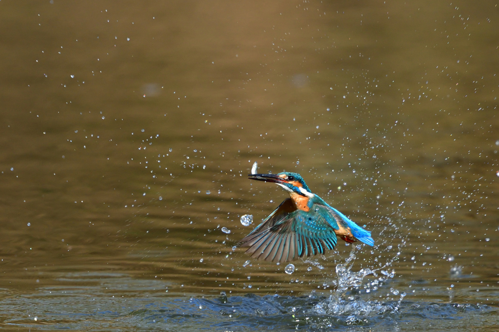 お魚ゲット 2018_51