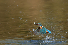 お魚ゲット 2018_51