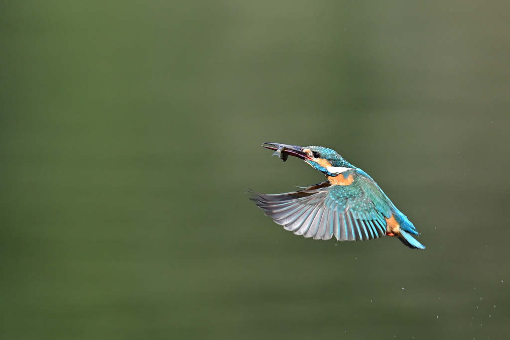 お魚ゲット A-35