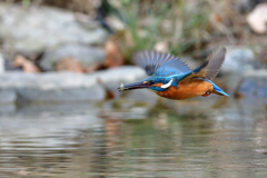 えびゲット 2020_20