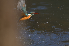 木に邪魔され 木に邪魔され