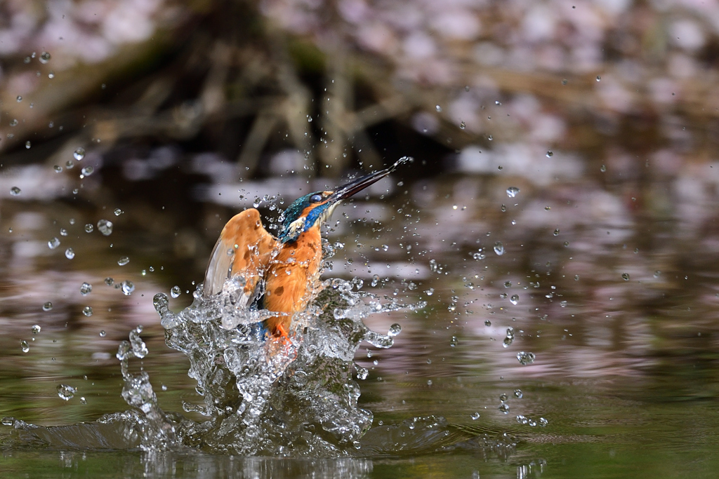 スプラッシュ 2021_23