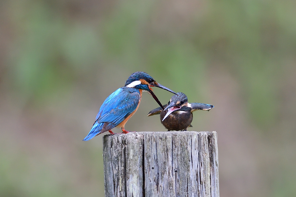 父子 3（めげずに魚をねだると）