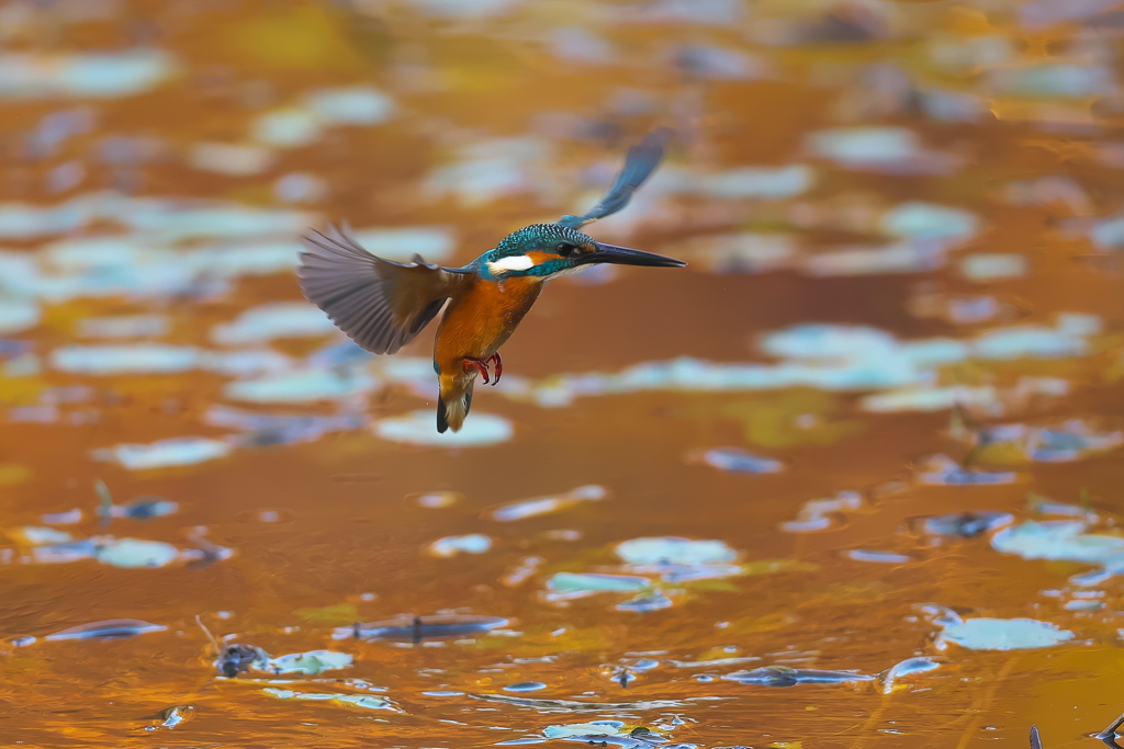 あめ色の水面でホバ 2