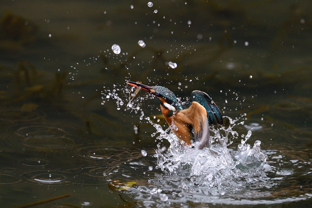 えびゲット A-42