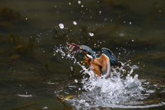 えびゲット A-42