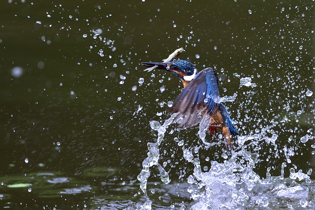 お魚ゲット 2019_54