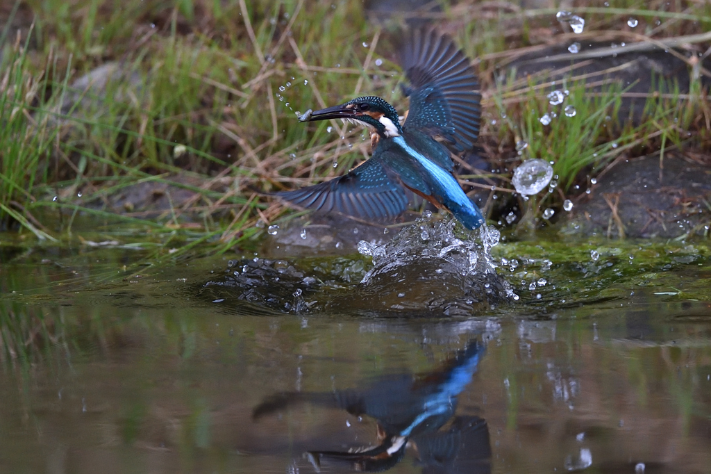 小魚ゲット 2019_1