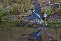 小魚ゲット 2019_1