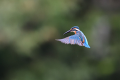 ホバリング 2021_32