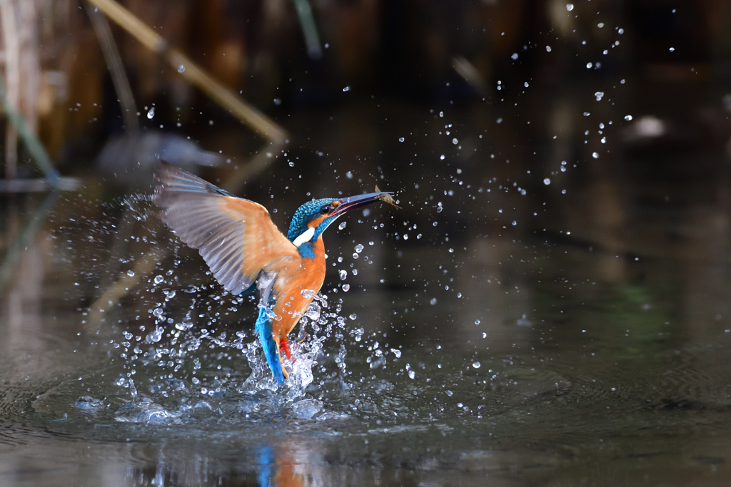 えびゲット 2020_21