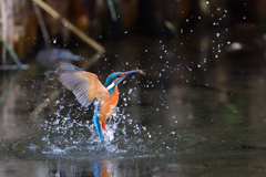 えびゲット 2020_21