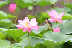 蓮花 2