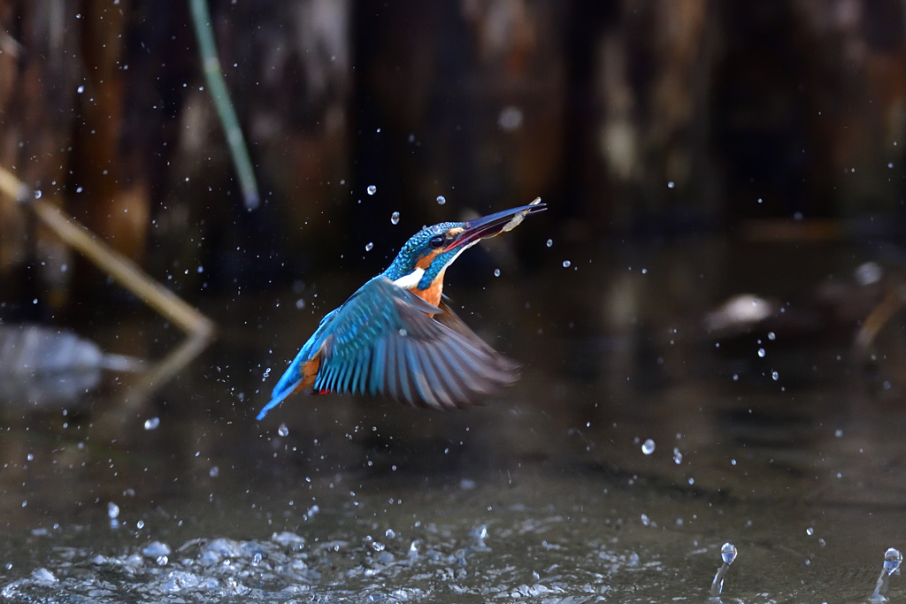 えびゲット 2020_22