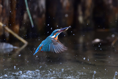 えびゲット 2020_22