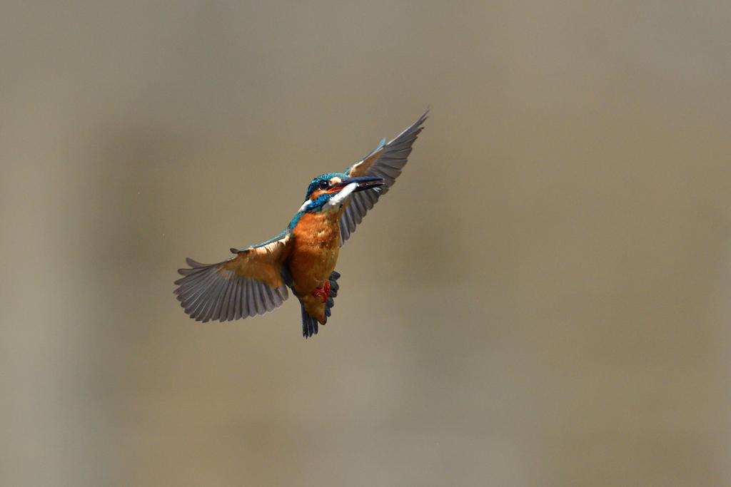 ライジング 2018_2