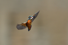 ライジング 2018_2