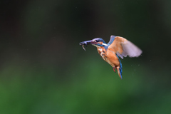 とまり場所思案中