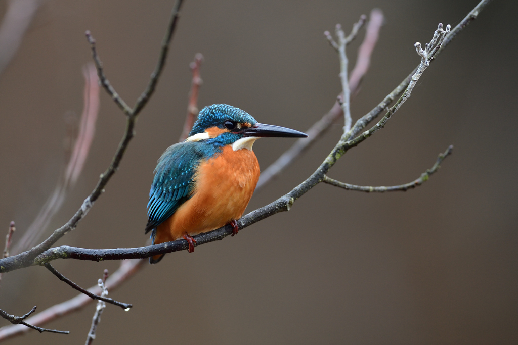 ポートレート 2021_1