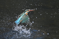 えびゲット えびゲット