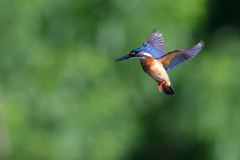 ホバ三昧 2018_45