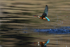 お魚ゲット 2020_23