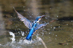 スプラッシュ 2020_5