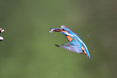 ダイブ戻り 2018_7