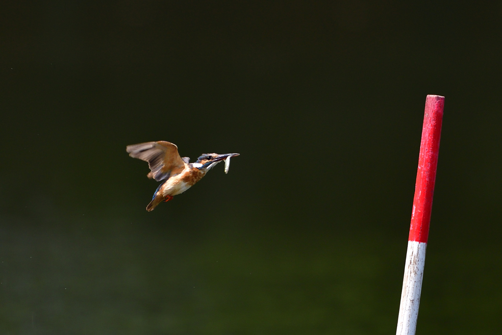 ポールをめざし 1