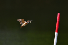 ポールをめざし 1