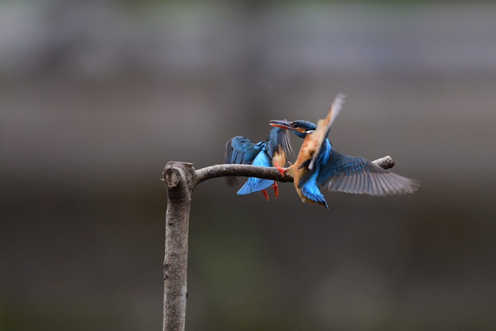 オスを追い出す