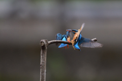 オスを追い出す