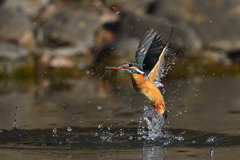 スプラッシュ スプラッシュ