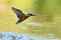 お魚ゲット 2018_90