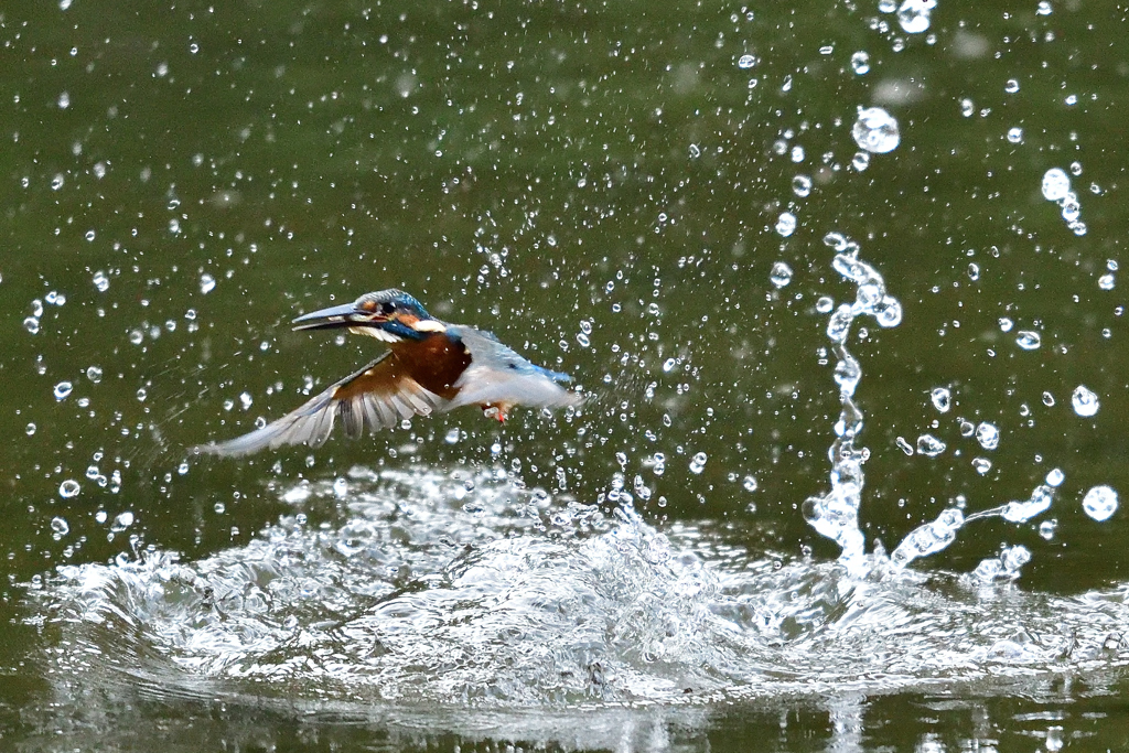 スプラッシュ 2017_29