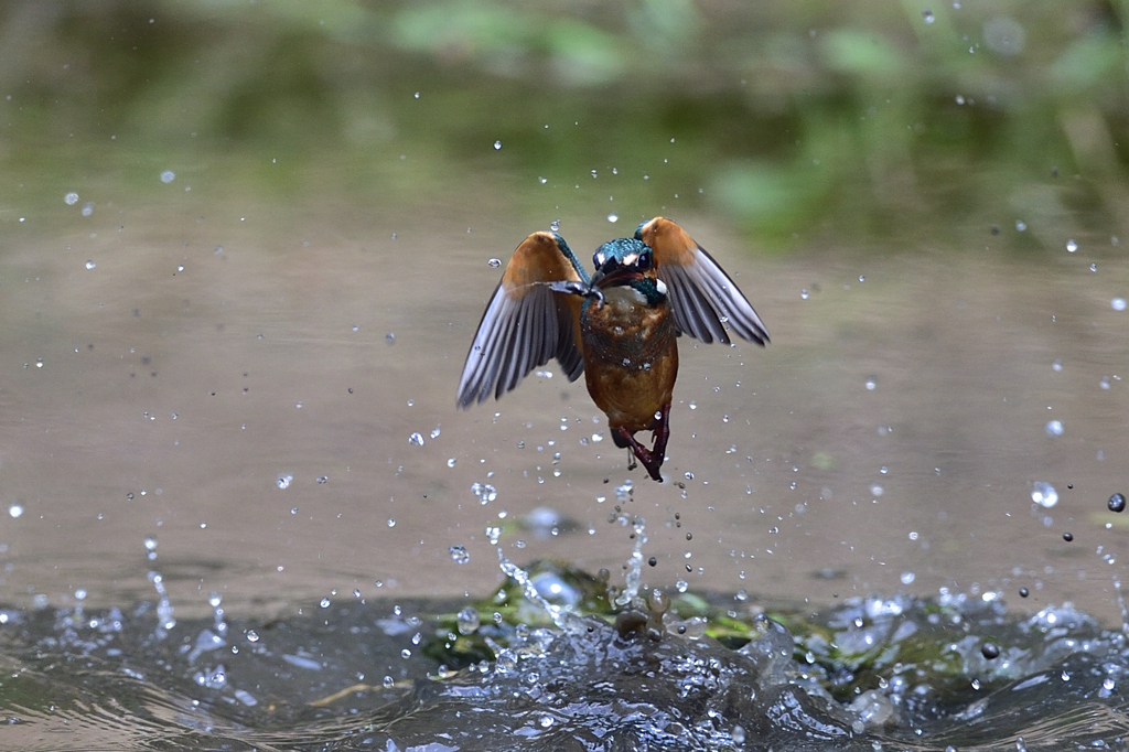 えびゲット 2019_12