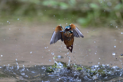 えびゲット 2019_12