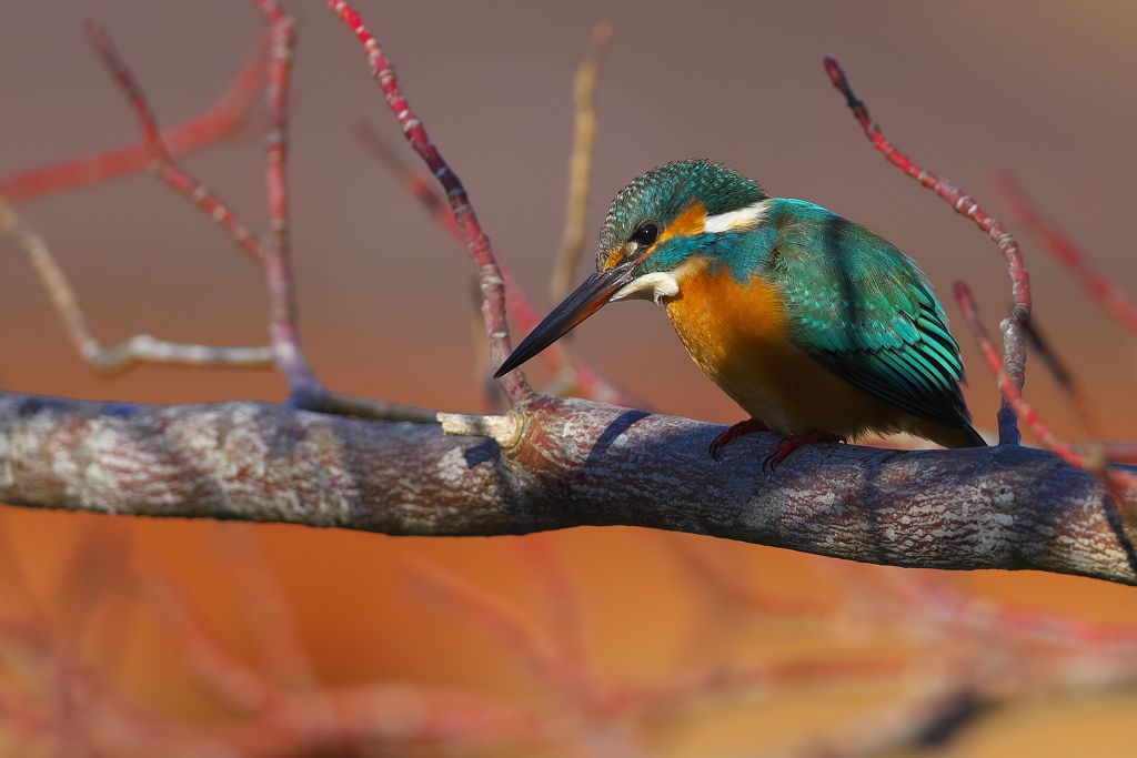 ポートレート 2