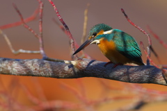 ポートレート 2