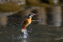 小えびゲット 小えびゲット