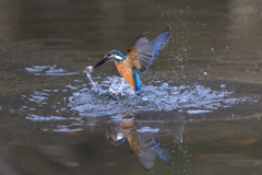 Catch a fish