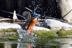 えびゲット 2020_9