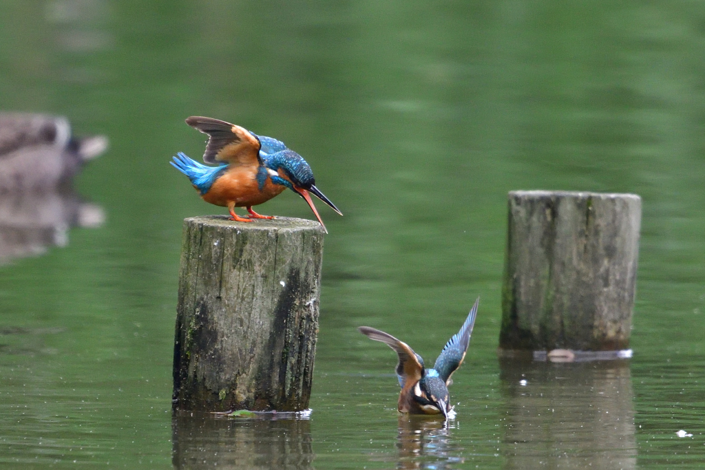 カワセミは我が子を新緑の池に落とす 2
