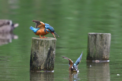 カワセミは我が子を新緑の池に落とす 2