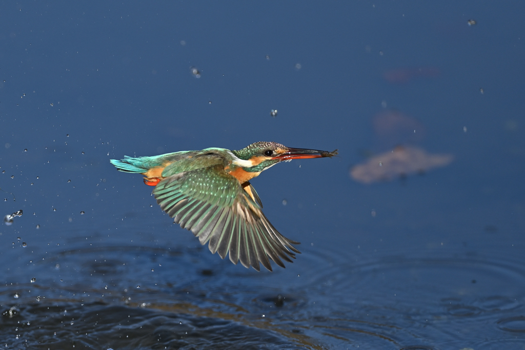 コバルトブルーを背景に 2