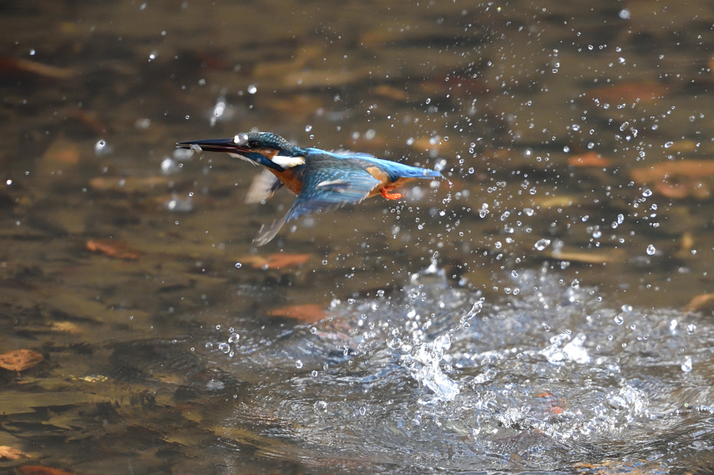 Catch a fish 2