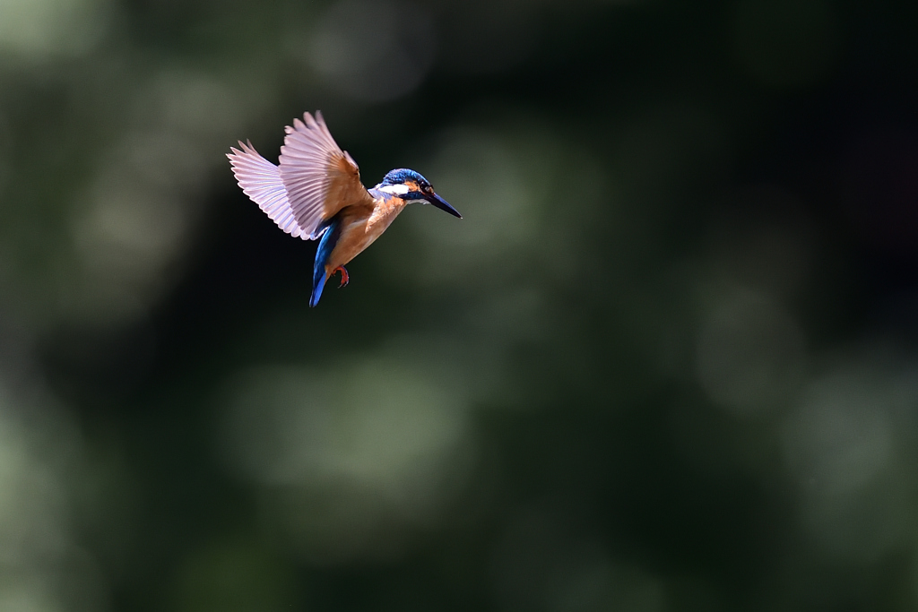 ホバリング 2021_26