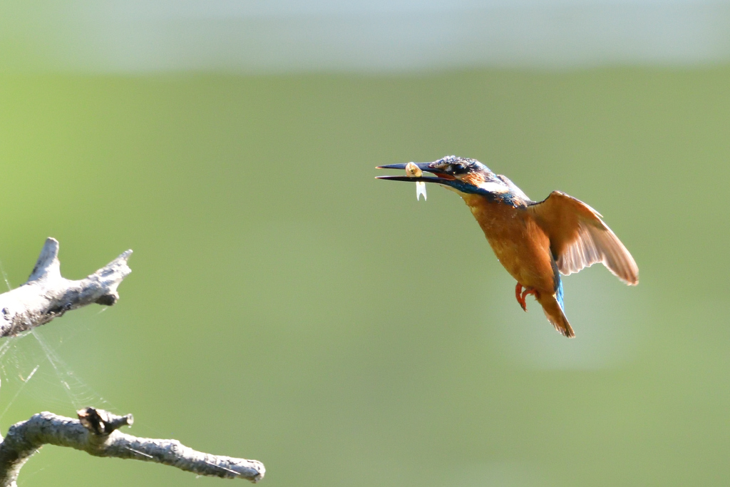 ダイブ戻り 2019_25