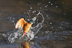えびゲット えびゲット