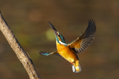 エビ反って上昇 2